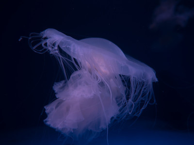 水母