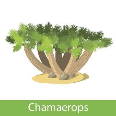 Chamaerops的插图