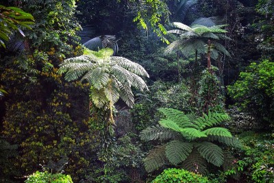 Cyathea podophylla。叶形背景图像输入文本。