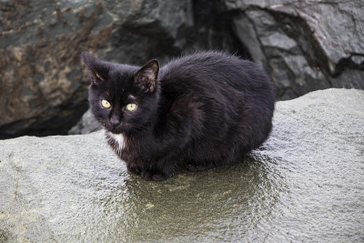 靠近可爱的朋友在自然界的猫