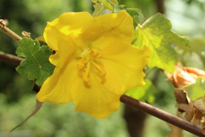 “California Flannelbush“ 花 - Fremontodendron Calif