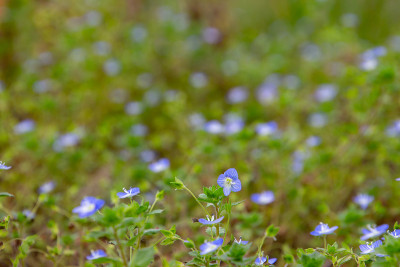 特写的蓝色花玉米speedwell与选择性焦点和复制空间，也称为veronica arvensis或