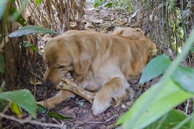 狗