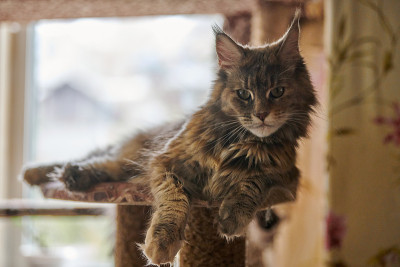 一只缅因猫坐在猫屋上