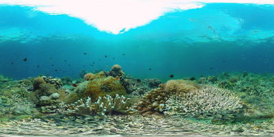 珊瑚礁和热带鱼360VR。Panglao、菲律宾