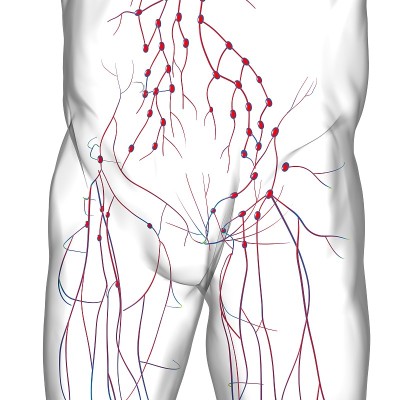 人体淋巴结解剖用于医学概念3D渲染