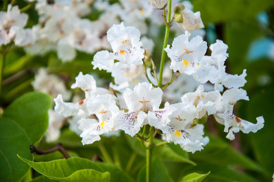 梓树在夏天开花