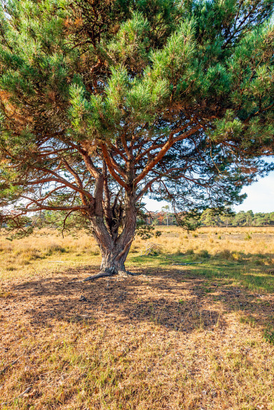 秋初，位于北布拉班特的荷兰自然保护区Strijbeekse Heide，形状奇特的苏格兰松树。草和石