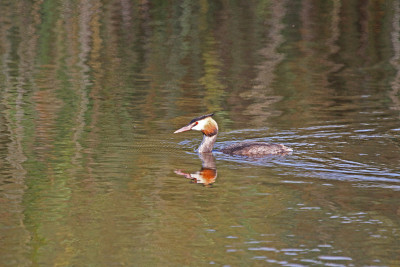 伟大的crested horned grebe svasso少校podiceps crista