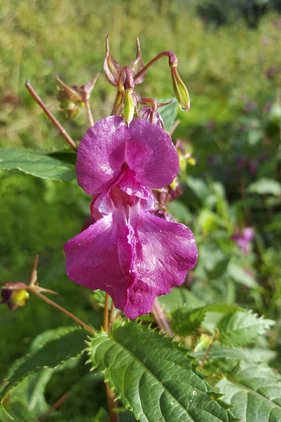 Hymalayan香脂;花和种子蒴果