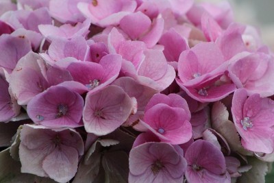 绣球花花