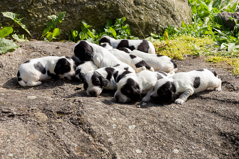 纯种英国可卡犬幼犬