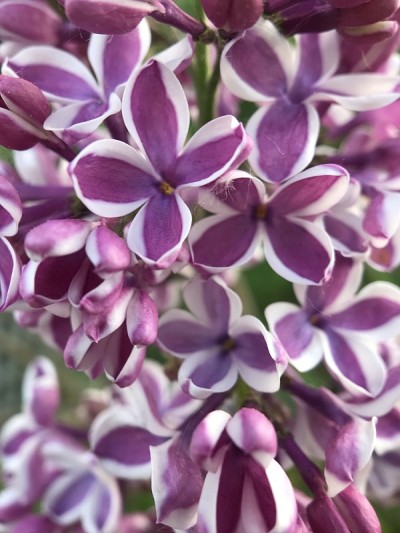 紫丁香花盛开的照片
