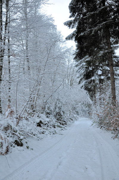 雪景:chemin forestier to St Bresson en haute - saone