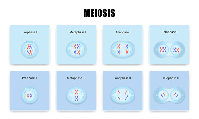 Meiosis cell division