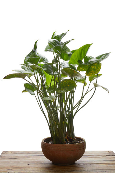 植物在白