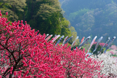 日本长野，池山温泉，桃花盛开