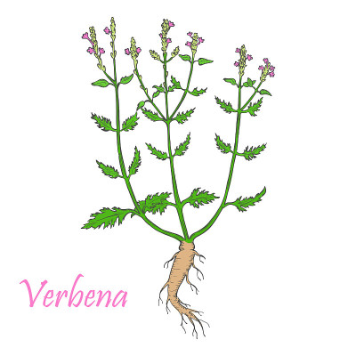 手绘彩色马鞭草开花灌木