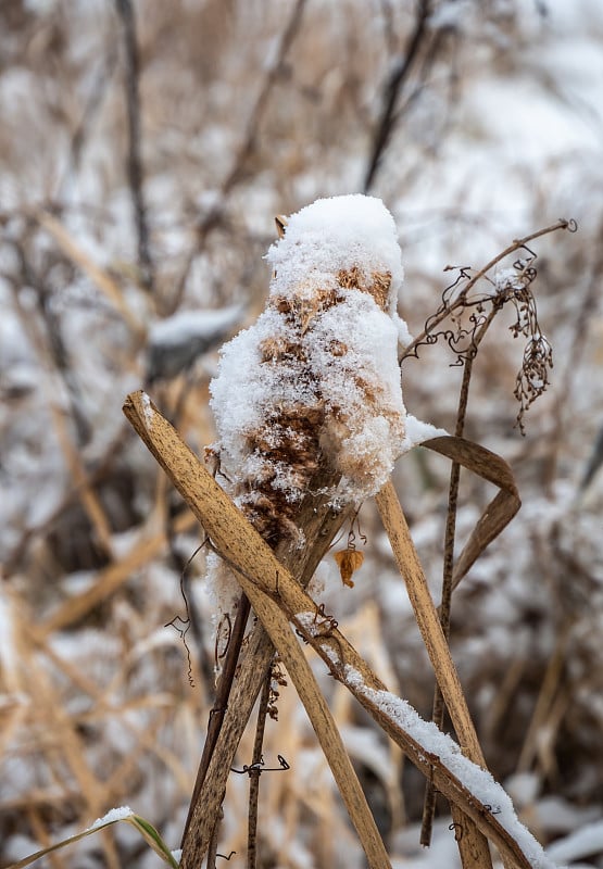 雪香蒲