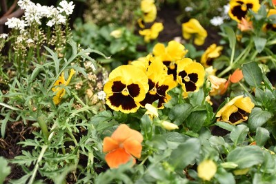 花