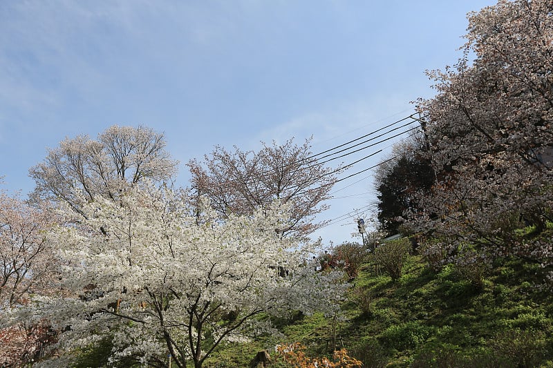 吉野樱桃树