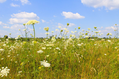 白色的野花草地