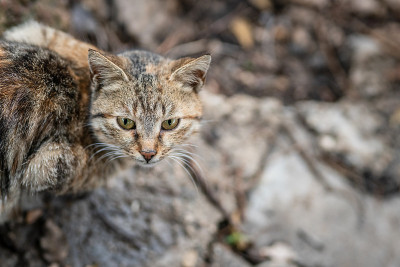 一只流浪猫静静地等着被喂食。