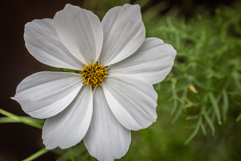 花园波斯菊‘凡尔赛白’ - cosmos bipinnatus