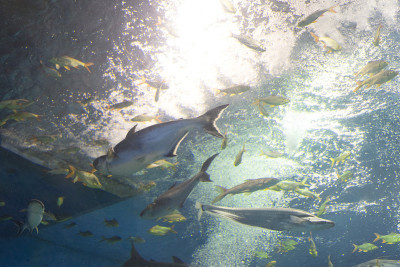 彩虹鲨鱼，湄公河巨型苏琪鲶鱼，水族馆里的鲶鱼
