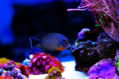 拟态伊布里堂(Acanthurus tristis)