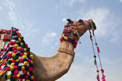 Beautiful decorated Camel at Bikaner camel fesriva