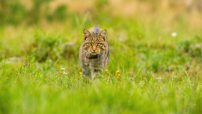 凶猛的欧洲野猫在夏季的草地上狩猎
