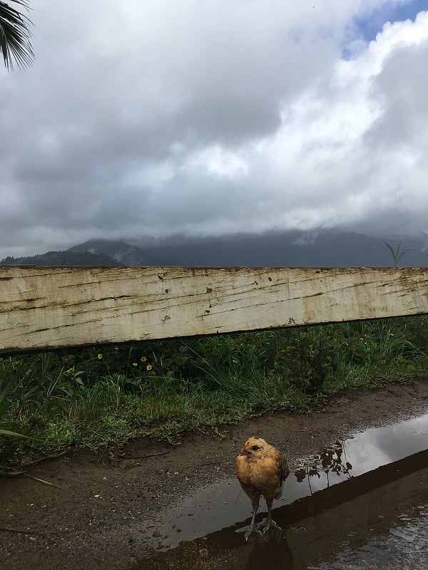 下雨时，夏威夷考艾岛上俯瞰哈纳雷山谷的山顶上的小鸡。