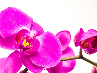 兰花的花