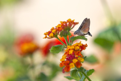 Sfingidae