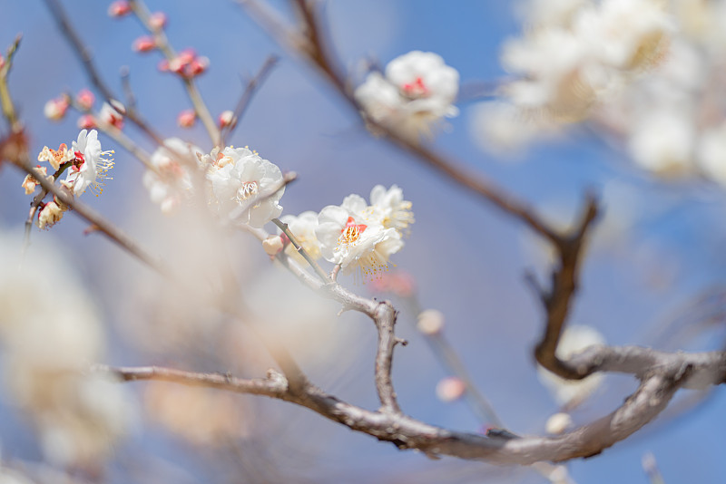 春天，公园里的梅花开了花