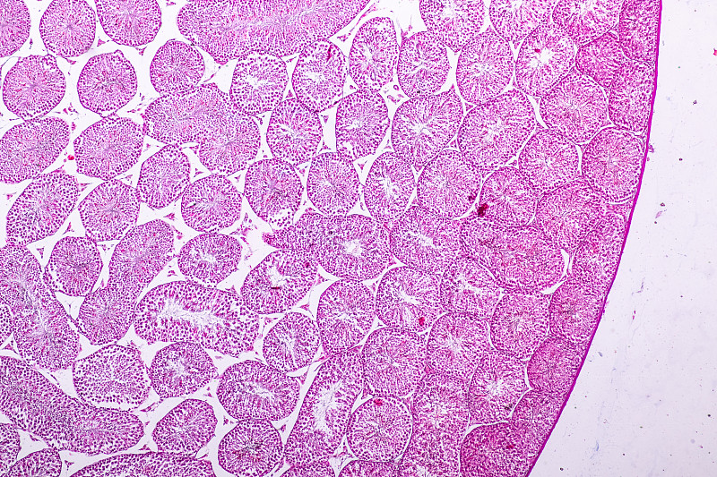 显微镜下睾丸组织横切面，用于教育。