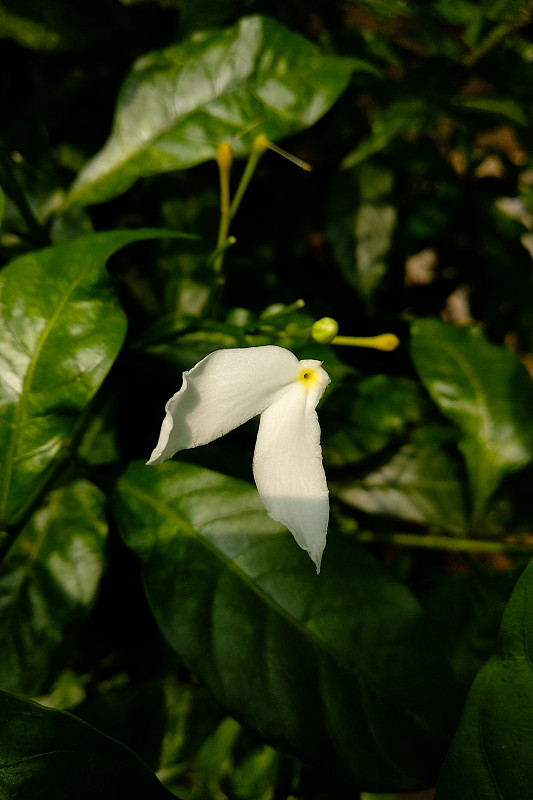 白色的布罗肯山flowe