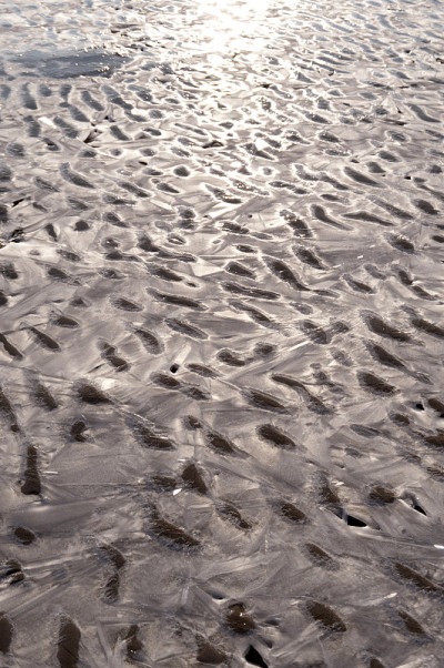 海滩的Amrum