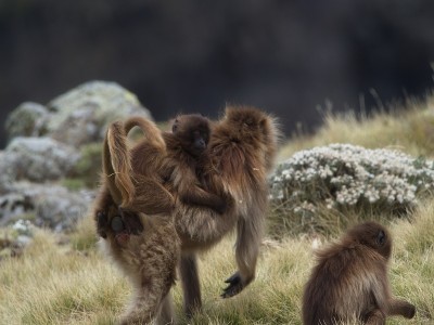 埃塞俄比亚，塞米恩山脉，杰拉达猴(Theropithecus Gelada)家庭母亲和婴儿吃草的特写