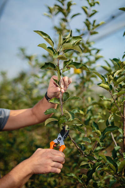 prunning