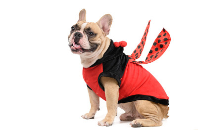 可爱的法国斗牛犬穿着可爱和有趣的瓢虫服装孤立