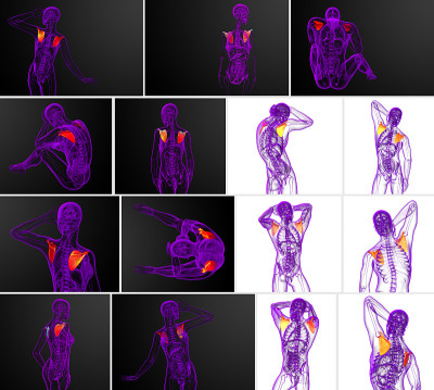 肩胛骨的3d渲染医学插图