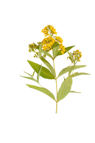 压花和干花。孤立在白色