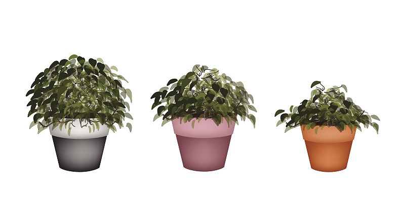 三个美丽的室内植物在陶土花盆