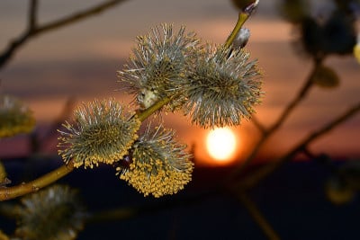 4月，柳树开花