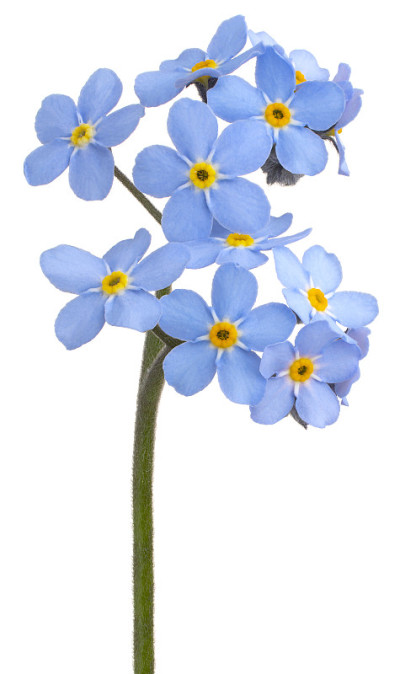 花孤立
