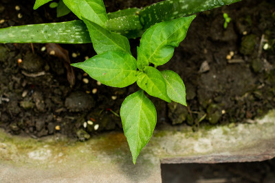 芦荟与大型辣椒植物的结合