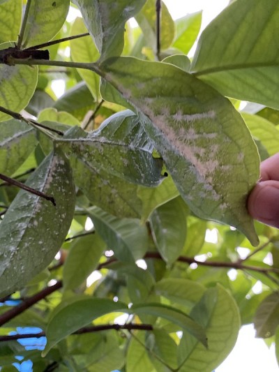 患病的植物