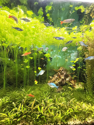 海洋生物
